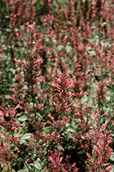 Kudos Coral Hyssop (Agastache 'Kudos Coral') at Valley View Farms