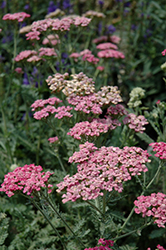 Song Siren Angie Yarrow (Achillea millefolium 'Song Siren Angie') at Valley View Farms