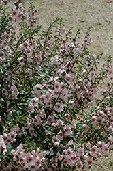 Archangel Light Pink Angelonia (Angelonia angustifolia 'Balarclipi') at Valley View Farms