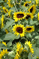 Sunsation Flame Sunflower (Helianthus annuus 'Sunsation Flame') at Valley View Farms