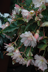 I'Conia Miss Montreal Begonia (Begonia 'I'Conia Miss Montreal') at Valley View Farms
