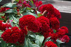 Twisted Celosia (Celosia cristata 'Twisted') at Valley View Farms