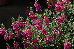 Alonia Big Dark Pink Angelonia (Angelonia angustifolia 'Alonia Big Dark Pink') at Valley View Farms