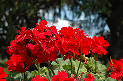 Dynamo Dark Red Geranium (Pelargonium 'Dynamo Dark Red') at Valley View Farms