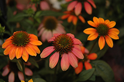 Spice Fest Coneflower (Echinacea 'Cheyenne Spirit') at Valley View Farms