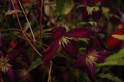 Sweet Summer Love Clematis (Clematis 'Sweet Summer Love') at Valley View Farms