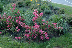 Sonic Bloom Pink Reblooming Weigela (Weigela florida 'Bokrasopin') at Valley View Farms
