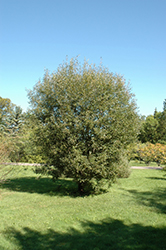 Pussy Willow (Salix discolor) at Valley View Farms