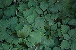 Allegheny Spurge (Pachysandra procumbens) at Valley View Farms