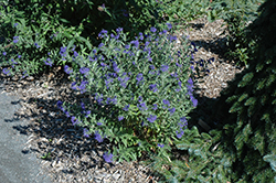 First Choice Caryopteris (Caryopteris x clandonensis 'First Choice') at Valley View Farms