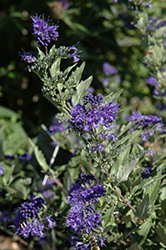 First Choice Caryopteris (Caryopteris x clandonensis 'First Choice') at Valley View Farms