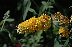 Honeycomb Butterfly Bush (Buddleia x weyeriana 'Honeycomb') at Valley View Farms