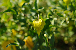 Little Lemons Clematis (Clematis 'Zo14100') at Valley View Farms