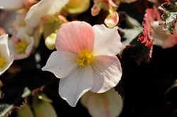 I'Conia Upright White Begonia (Begonia 'I'Conia Upright White') at Valley View Farms
