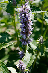 Crazy Fortune Anise Hyssop (Agastache 'Crazy Fortune') at Valley View Farms