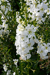 Alonia Big Snow Angelonia (Angelonia angustifolia 'Alonia Big Snow') at Valley View Farms