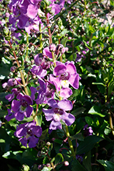 Alonia Dark Lavender Angelonia (Angelonia angustifolia 'Alonia Dark Lavender') at Valley View Farms