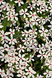 Soiree Kawaii White Peppermint Vinca (Catharanthus roseus 'Soiree Kawaii White Peppermint') at Valley View Farms