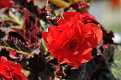 I'Conia Red Begonia (Begonia 'I'Conia Red') at Valley View Farms