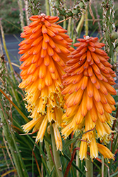 Poco Red Torchlily (Kniphofia 'Poco Red') at Valley View Farms