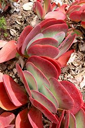 Paddle Plant (Kalanchoe luciae) at Valley View Farms