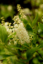 Summersweet (Clethra alnifolia) at Valley View Farms