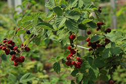 Chester Thornless Blackberry (Rubus 'Chester') at Valley View Farms