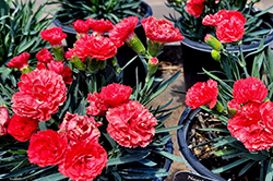 Early Bird Chili Pinks (Dianthus 'Wp10 Sab06') at Valley View Farms