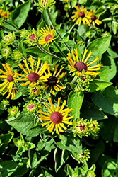 Little Henry Sweet Coneflower (Rudbeckia subtomentosa 'Little Henry') at Valley View Farms