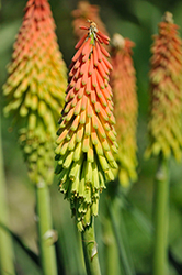 Fire Dance Torchlily (Kniphofia hirsuta 'Fire Dance') at Valley View Farms