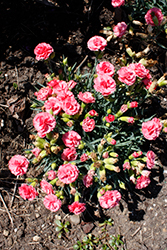 Fruit Punch Classic Coral Pinks (Dianthus 'Classic Coral') at Valley View Farms