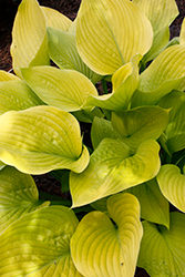 Age of Gold Hosta (Hosta 'Age of Gold') at Valley View Farms
