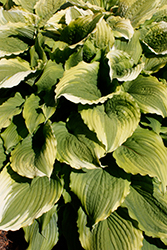 One Last Dance Hosta (Hosta 'One Last Dance') at Valley View Farms
