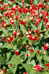 Little Redhead Indian Pink (Spigelia marilandica 'Little Redhead') at Valley View Farms