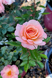 Calypso Rose (Rosa 'BAIypso') at Valley View Farms