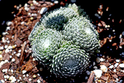 Colorockz Arctic White Hens And Chicks (Sempervivum 'Belsemcob2') at Valley View Farms