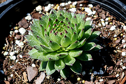 Colorockz Ruby Lime Hens And Chicks (Sempervivum 'Belsemcha1') at Valley View Farms