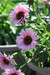 SunSeekers Salmon Coneflower (Echinacea 'IFECSSSAL') at Valley View Farms