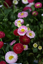 Bellisima Mix English Daisy (Bellis perennis 'Bellissima Mix') at Valley View Farms