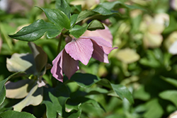 Pine Knot Select Hellebore (Helleborus 'Pine Knot Select') at Valley View Farms