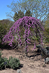 Lavender Twist Redbud (Cercis canadensis 'Covey') at Valley View Farms
