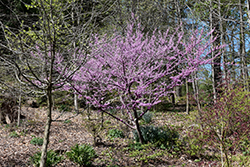 Hearts of Gold Redbud (Cercis canadensis 'Hearts of Gold') at Valley View Farms