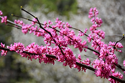 Tennessee Pink Redbud (Cercis canadensis 'Tennessee Pink') at Valley View Farms