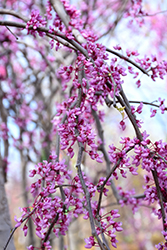 Pink Heartbreaker Redbud (Cercis canadensis 'Pink Heartbreaker') at Valley View Farms