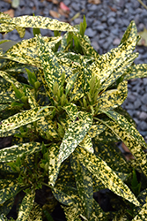 Hosoba Hoshifu Aucuba (Aucuba japonica 'Hosoba Hoshifu') at Valley View Farms