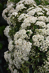 Mohave Firethorn (Pyracantha 'Mohave') at Valley View Farms