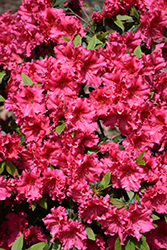 Red Ruffles Azalea (Rhododendron 'Red Ruffles') at Valley View Farms