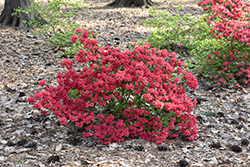Girard's Crimson Azalea (Rhododendron 'Girard's Crimson') at Valley View Farms