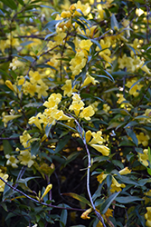 Carolina Yellow Jessamine (Gelsemium sempervirens) at Valley View Farms