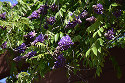 Blue Moon Wisteria (Wisteria macrostachya 'Blue Moon') at Valley View Farms